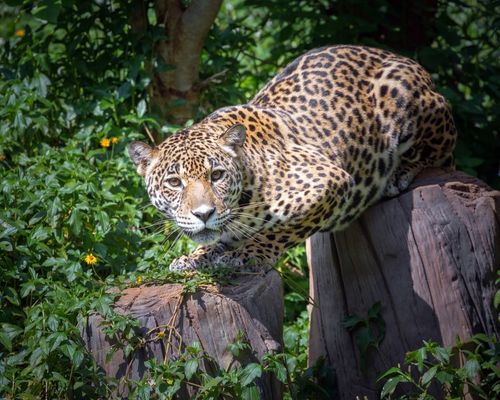 OL PEJETA CONSERVANCY, SAMBURU GAME RESERVE, NANYUKI 